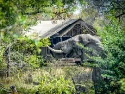 Dyrene kommer tæt på i campen Dyrene kommer tæt på i campen