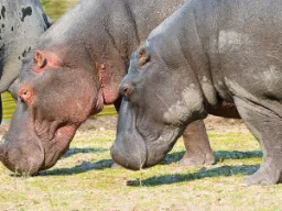 Flodheste lever hovedsageligt af græs, som de spiser om natten.