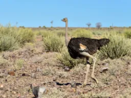 Strudsens hjerne er mindre end dens øje Strudsens hjerne er mindre end dens øje