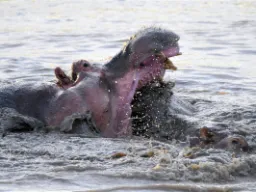 Flodhesten opholder sig det meste af dagen i vand eller mudder - dens gab er på 150 grader - mod menneskets 45 grader Flodhesten opholder sig det meste af dagen i vand eller mudder - dens gab er på 150 grader - mod menneskets 45 grader