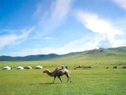 Kamelen pukler på steppen