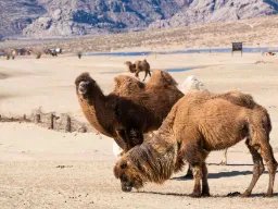 Kameler i Gobiørkenen – tilpasset Mongoliets barske klima - de kan tåle temperaturer mellem -40 og +40 grader