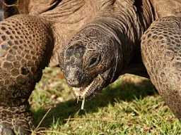 Aldabra-kæmpeskildpadden er den næststørste art i verden og kan leve op til 150 år