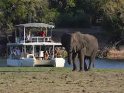 Den afrikanske savanneelefant kan veje op til 7.000 kg - hunnerne lidt over det halve