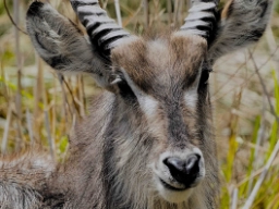Portrætfoto af waterbuck