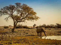 Elefanten kan suge ca. 10 liter vand op i snablen ad gangen Elefanten kan suge ca. 10 liter vand op i snablen ad gangen