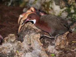 Den Hvidstrubede Rikse er genopstået efter at have været uddød i tusinde år