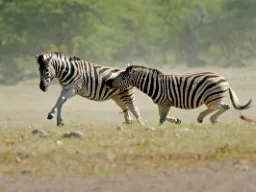 Zebraer i fuld fart over savannen i Etosha Nationalpark Zebraer i fuld fart over savannen i Etosha Nationalpark