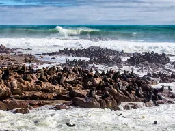 Sælerne slapper af i kolonien Sælerne slapper af i kolonien