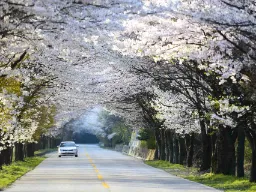 Forårsstemning med blomstrende kirsebærtræer i Naejangsan Nationalpark Forårsstemning med blomstrende kirsebærtræer i Naejangsan Nationalpark