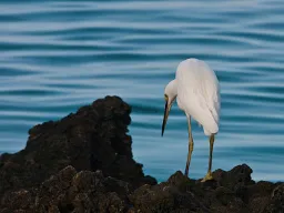 Aldabra-hejren – øernes sjældne fugl. Denne unikke hejre lever kun på Aldabra-atollen og findes i både hvid og mørkegrå variant