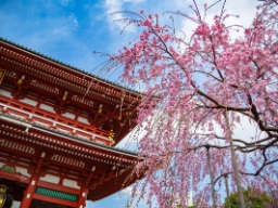 Kirsebærtræer i blomst ved Asakusa Kannon-templet