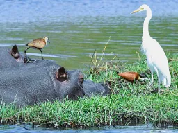 Flodhesten og fuglene har glæde af hinanden