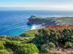 Kap Det Gode Håb-området med rød-blomstrende aloer