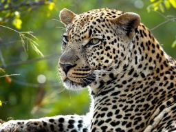 Der findes leoparder næsten overalt i Afrika