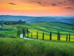 Cypresser langs snoet vej i solnedgang