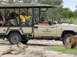 Vi sidder trygt i jeepen mens rangeren fortæller om løven Vi sidder trygt i jeepen mens rangeren fortæller om løven