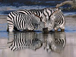 Zebraerne bader tæt sammen