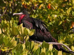 Stor Fregatfugl – kan svæve i luften i flere dage uden at lande