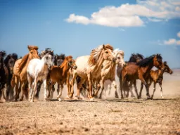 Vilde heste i Gobi-ørkenen
