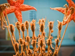 Skorpioner og søstjerner på spyd – kinesisk street food