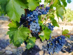 Blå druer i Chateauneuf-du-Pape vingård