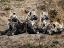 En flok vilde hunde slapper af - men holder øje En flok vilde hunde slapper af - men holder øje