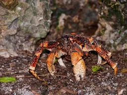 Kokoskrabben – øernes kæmpe - Verdens største landkrabbe kan åbne selv de hårdeste kokosnødder
