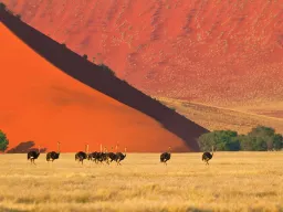 Strudseflok i Namib-ørkenen med det røde sand