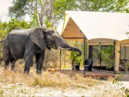 Elefant finder føde foran teltet Elefant finder føde foran teltet