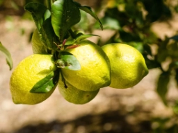Citrontræet står med blomster og modne frugter hele året