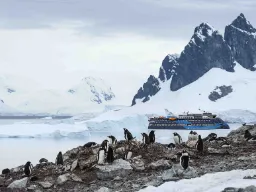 Æselpingviner (Gentoo penguins) ved Jougla Point Æselpingviner (Gentoo penguins) ved Jougla Point