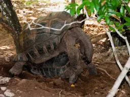 Aldabra-kæmpeskildpadder kan blive over en meter og veje op til 250 kg - og der er flere på vej