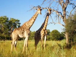 Girafferne er de højeste dyr i verden og bliver 5,5 - 6 meter høje