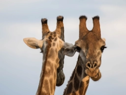 Giraffernes hanner bruger bl.a. hornene i kamp