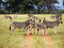 Zebraerne lever i flokke - ofte sammen med gnuer