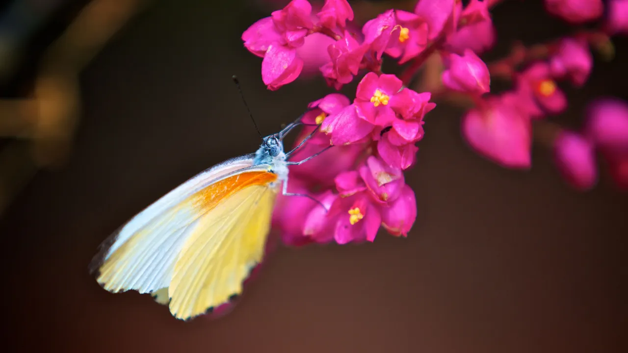 Ikke alle dyrene på savannen er store