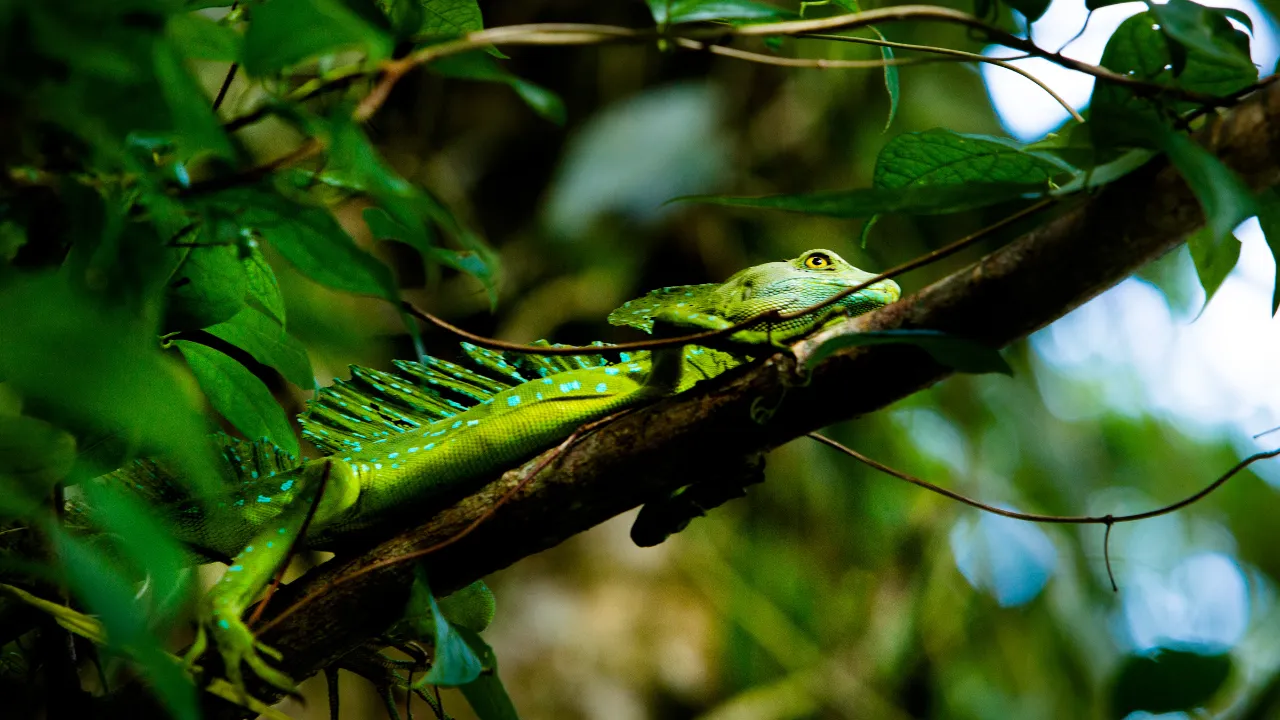 En grøn basilisk – også kaldet Jesusøgle – hviler på en gren i Tortuguero Nationalpark En grøn basilisk – også kaldet Jesusøgle – hviler på en gren i Tortuguero Nationalpark