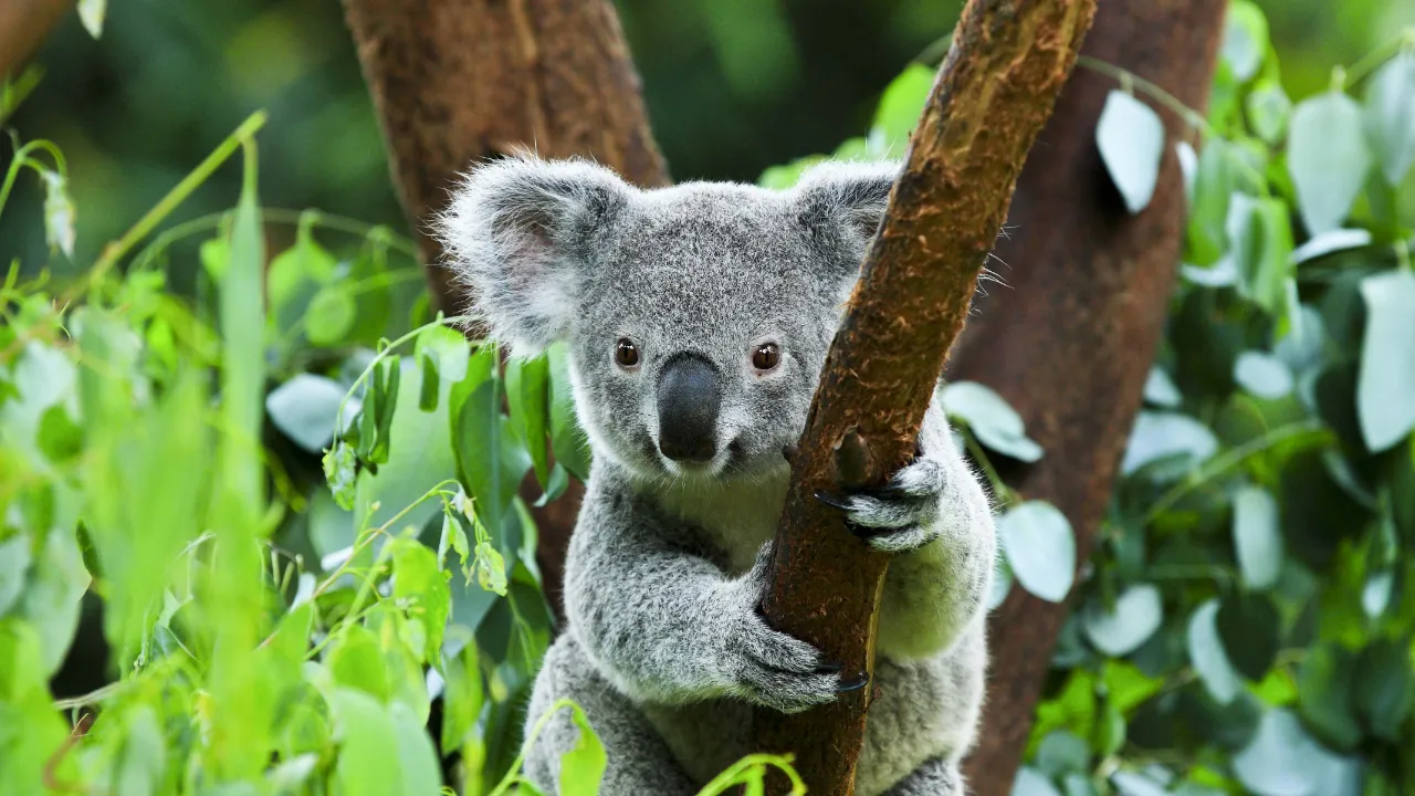 Koalaen er et trælevende pungdyr, som hovedsageligt lever af eukalyptus blade Koalaen er et trælevende pungdyr, som hovedsageligt lever af eukalyptus blade