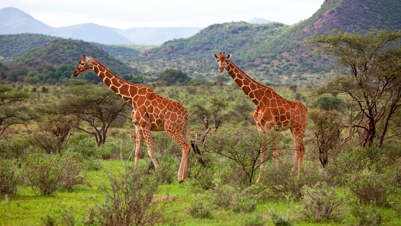 Giraffen er verdens højeste dyr og kan blive op til 6 meter høj Giraffen er verdens højeste dyr og kan blive op til 6 meter høj