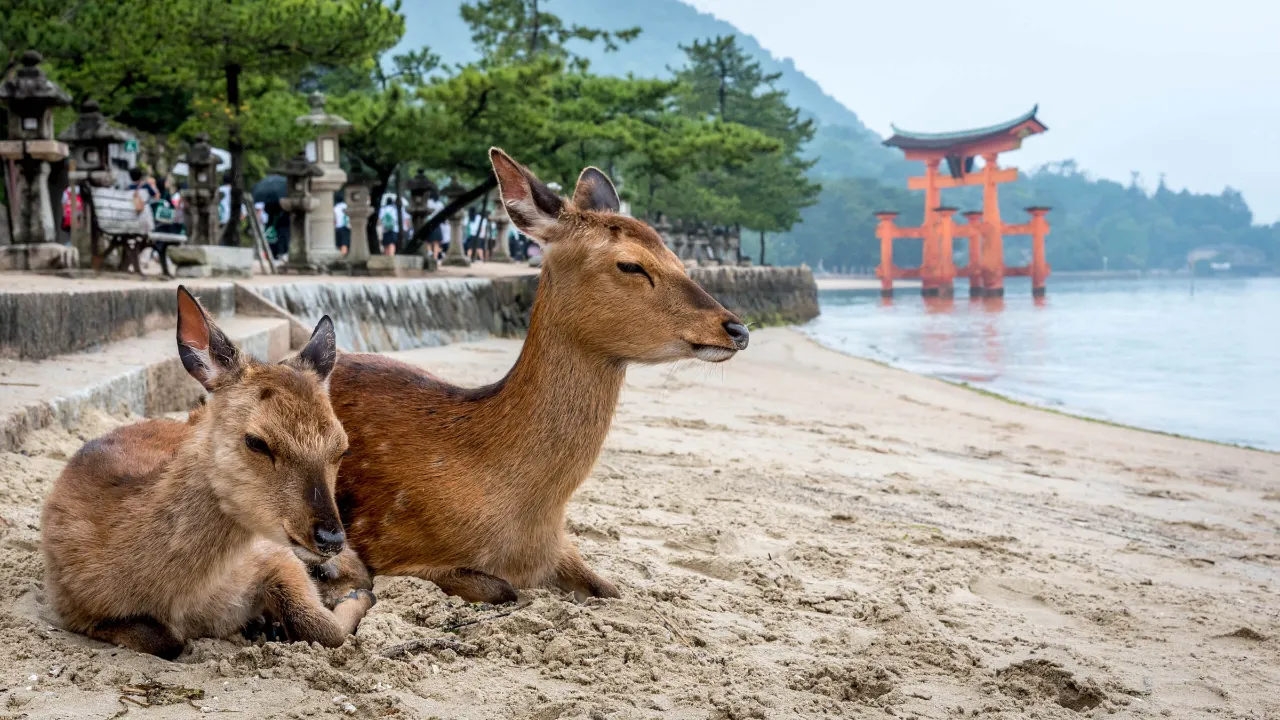 Scene fra Miyajima-øen, hvor hjortene betragtes som hellige