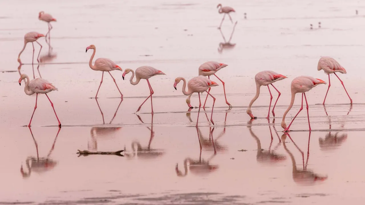 Flamingoer i det lavvandede område ved Walvis Bay, Namibia Flamingoer i det lavvandede område ved Walvis Bay, Namibia