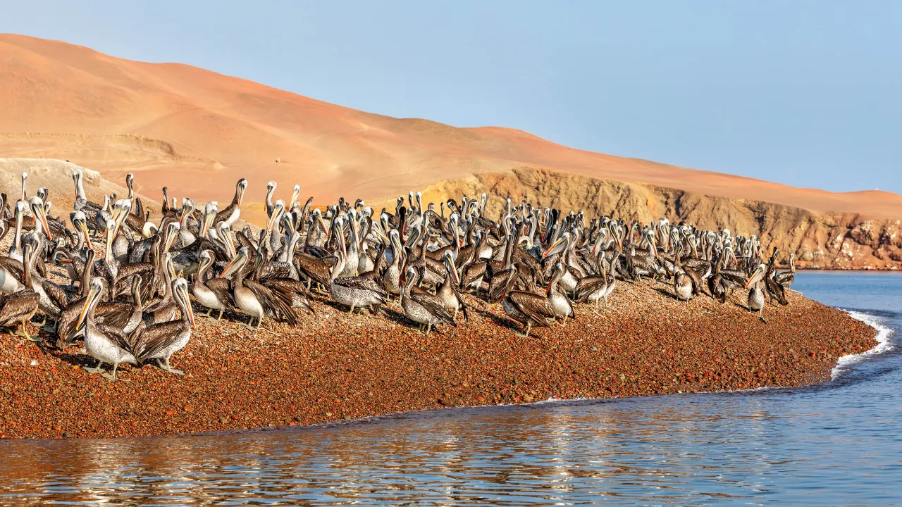 Pelikan-træf ved kysten i Paracas Nationalreservat Pelikan-træf ved kysten i Paracas Nationalreservat