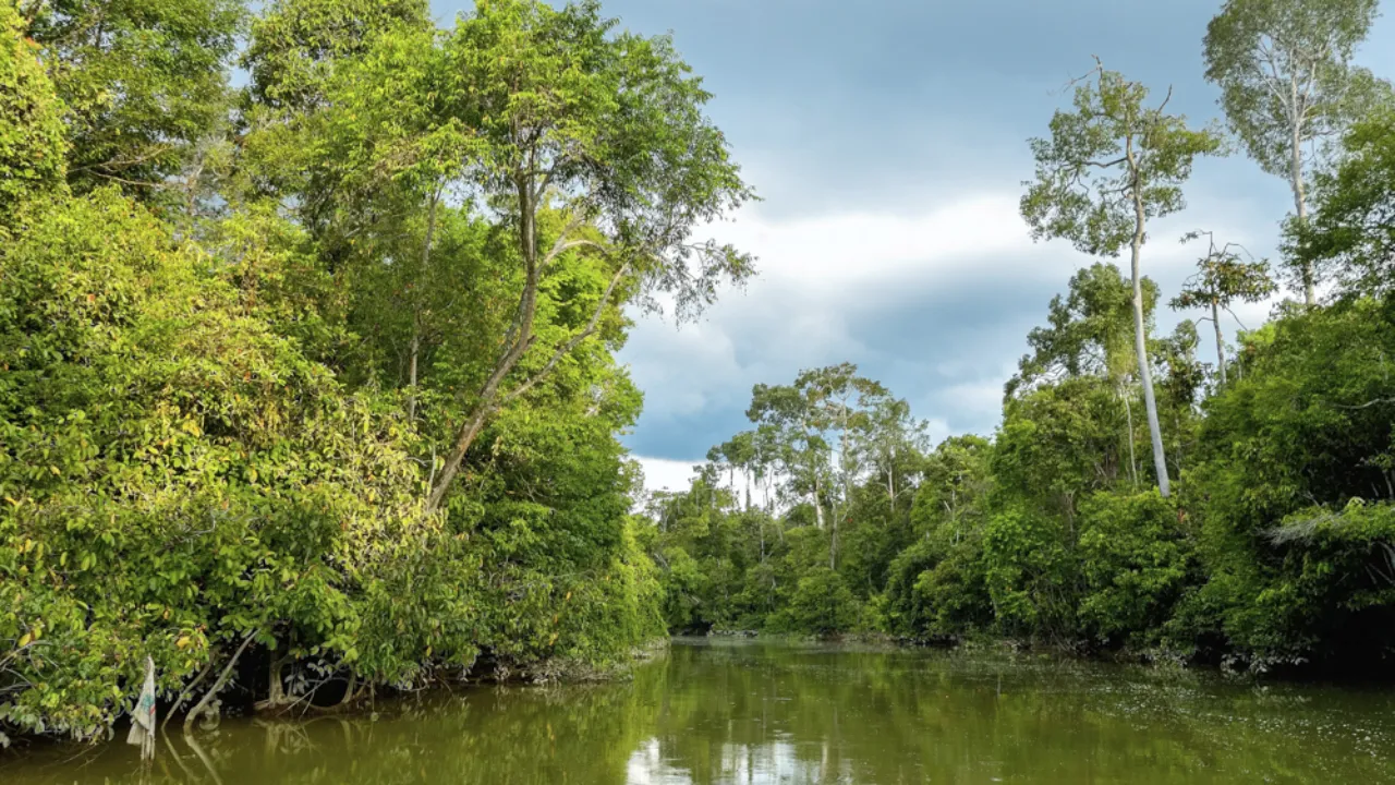 Kinabatangan-floden i Sabah er cirka 560 km lang Kinabatangan-floden i Sabah er cirka 560 km lang