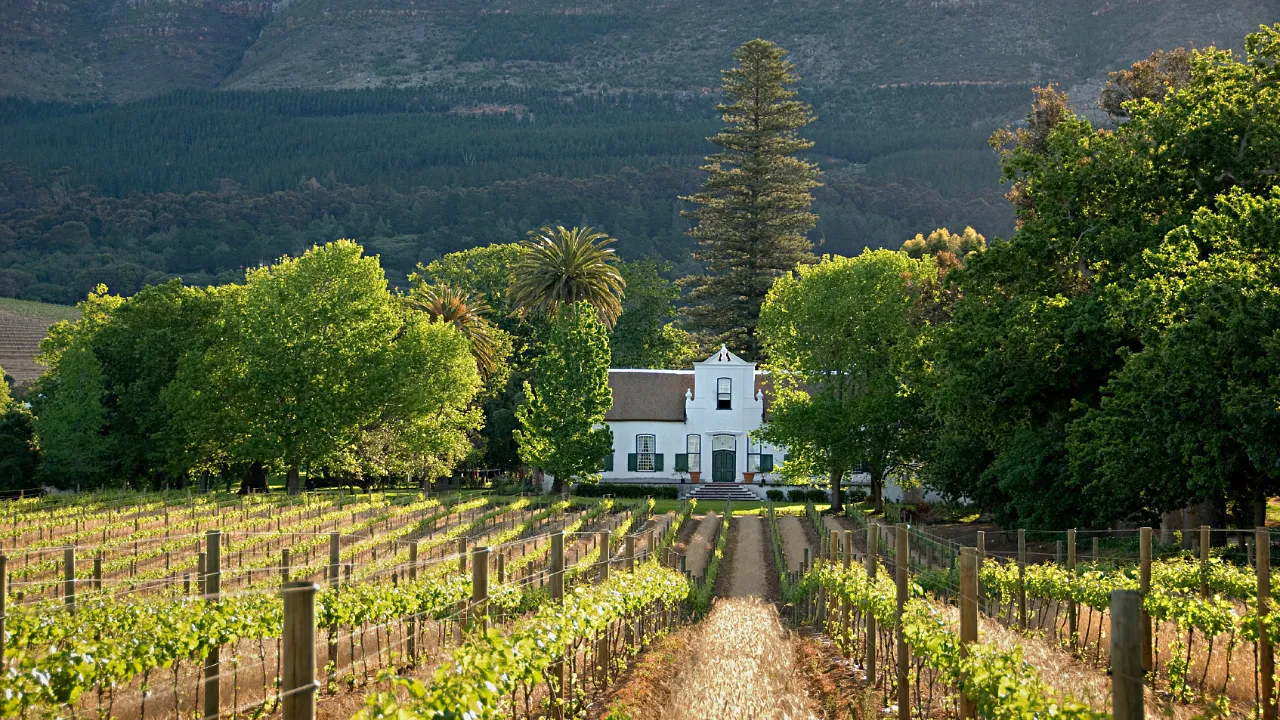 Vinmarker ved Stellenbosch - en af Afrikas vigtigste vinregioner - står for ca. 14% af Sydafrikas samlede vinproduktion