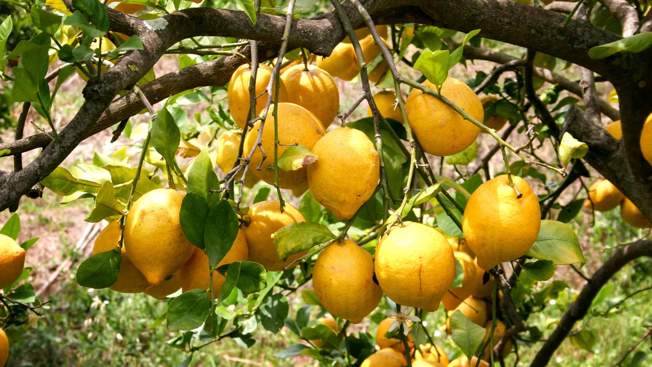 Citroner trives godt Citroner trives godt