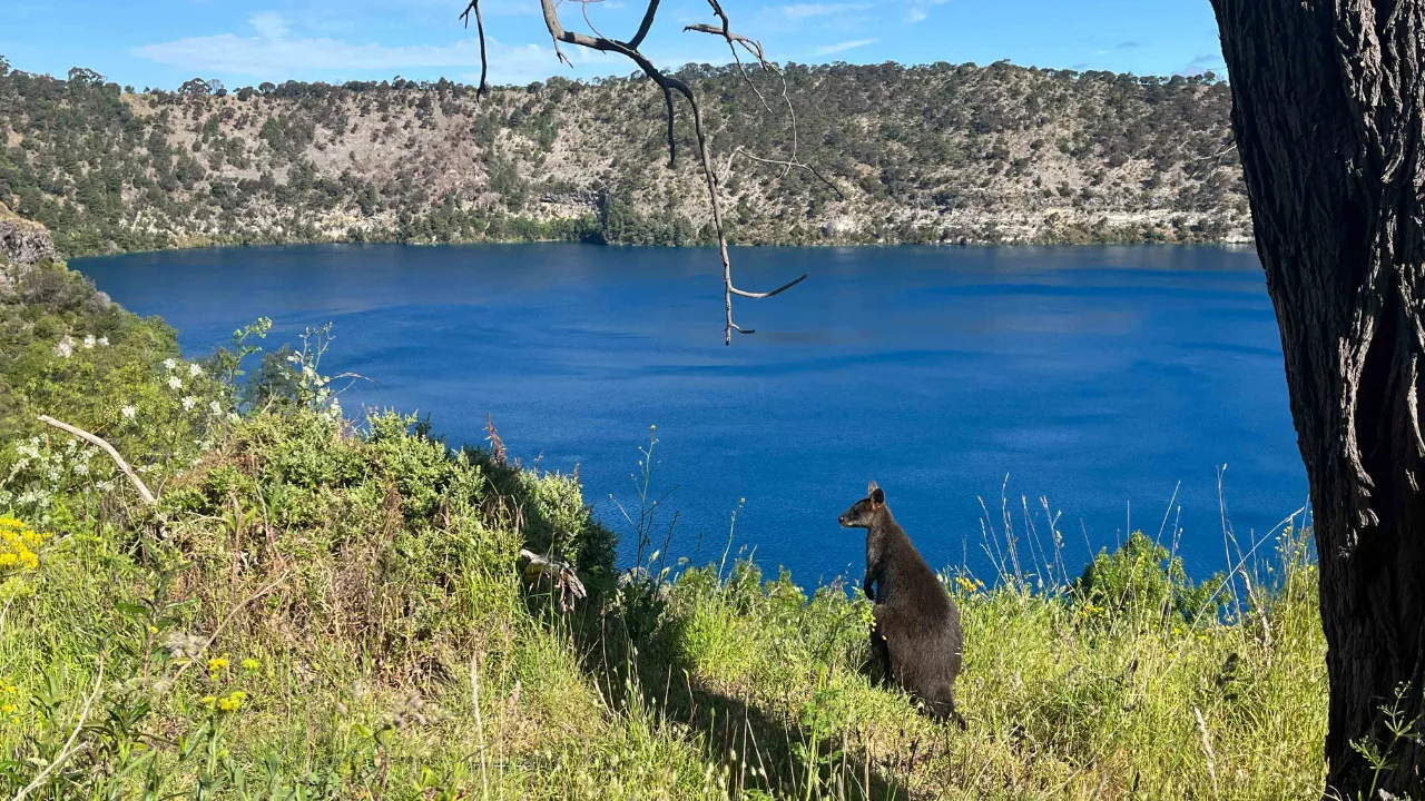 Wallaby med en fantastisk udsigt over Blue Lake i Mount Gambier Wallaby med en fantastisk udsigt over Blue Lake i Mount Gambier