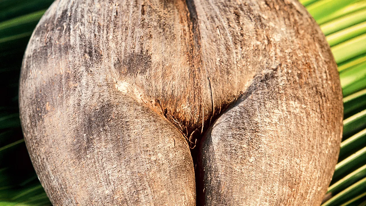 Coco de Mer er verdens største palmefrø og findes kun på Seychellerne Coco de Mer er verdens største palmefrø og findes kun på Seychellerne