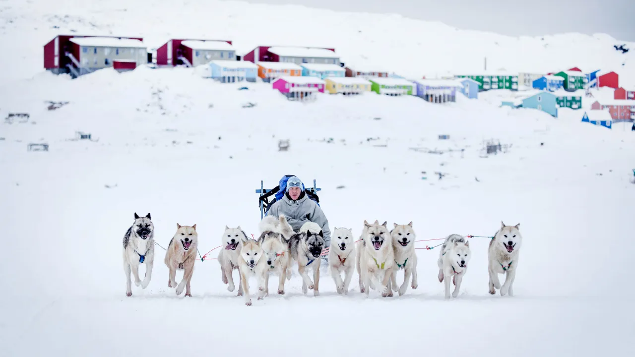 Et slædehundespand består typisk af 10-14 hunde Et slædehundespand består typisk af 10-14 hunde