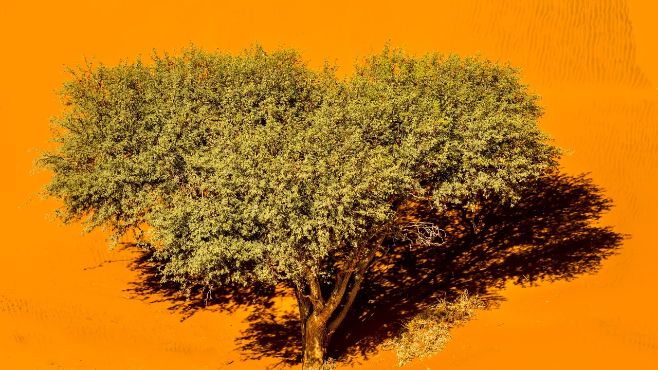 Ensomt træ kaster en markant skygge i den orange ørken i Sossusvlei